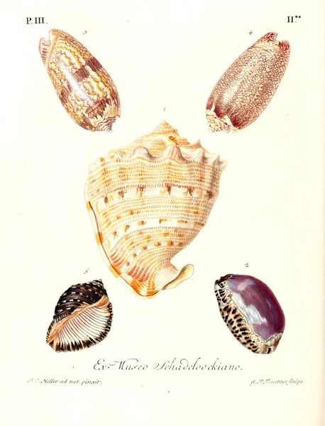 Kagylók Illusztrációja Les Delices Des Yeux Esprit 1764 Nincs Magyar — Stock Fotó