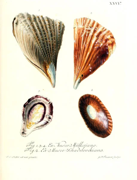 Illustration Shells Les Delices Des Yeux Esprit 1764 — Stock Photo, Image