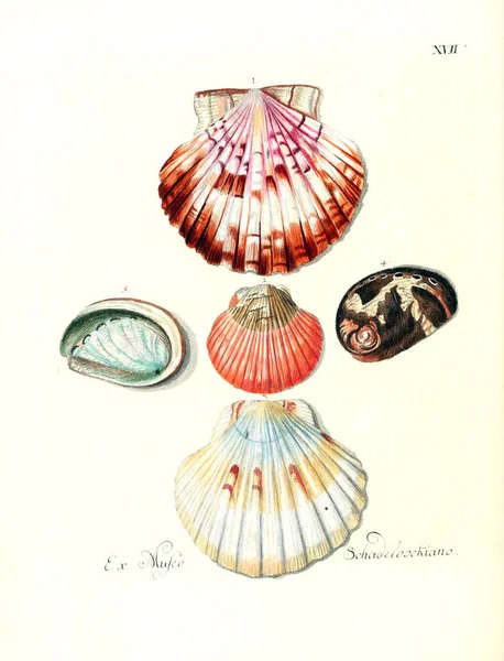 Иллюстрация Раковин Les Delices Des Yeux Esprit 1764 — стоковое фото
