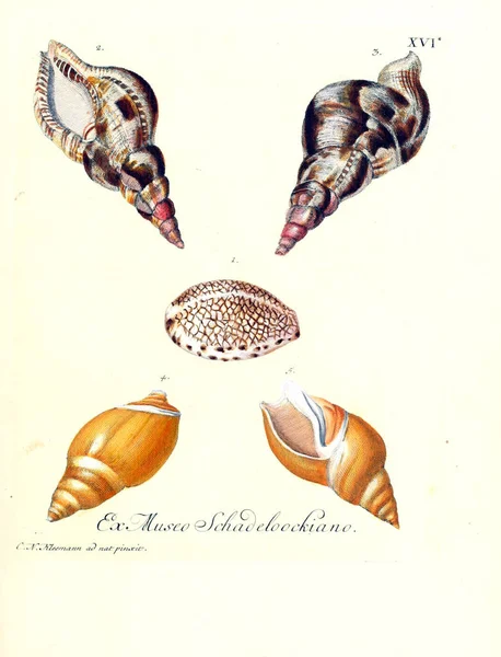 Deniz kabuğu tasviri. Les delices des yeux et de l 'esprit 1764