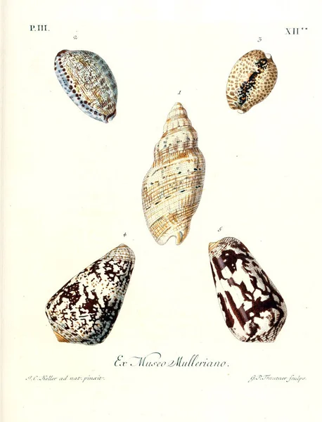 Illustration Shells Les Delices Des Yeux Esprit 1764 — Stock Photo, Image