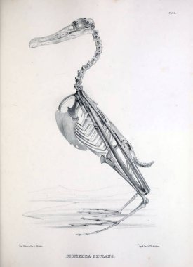 Bir kuş, illüstrasyon iskelet. Osteologia avium veya kuşlar 1867 kemikbilim bir kroki