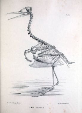 Bir kuş, illüstrasyon iskelet. Osteologia avium veya kuşlar 1867 kemikbilim bir kroki