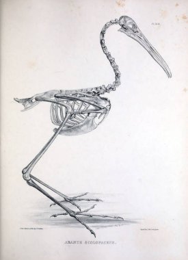 Bir kuş, illüstrasyon iskelet. Osteologia avium veya kuşlar 1867 kemikbilim bir kroki