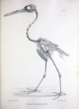 Bir kuş, illüstrasyon iskelet. Osteologia avium veya kuşlar 1867 kemikbilim bir kroki