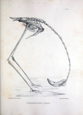 Bir kuş, illüstrasyon iskelet. Osteologia avium veya kuşlar 1867 kemikbilim bir kroki