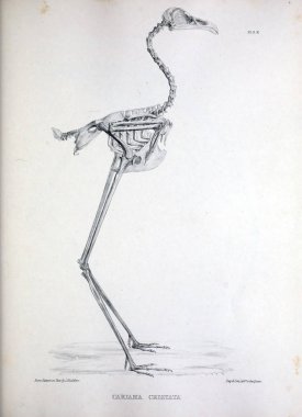Bir kuş, illüstrasyon iskelet. Osteologia avium veya kuşlar 1867 kemikbilim bir kroki