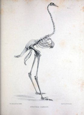Bir kuş, illüstrasyon iskelet. Osteologia avium veya kuşlar 1867 kemikbilim bir kroki
