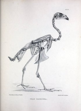Bir kuş, illüstrasyon iskelet. Osteologia avium veya kuşlar 1867 kemikbilim bir kroki