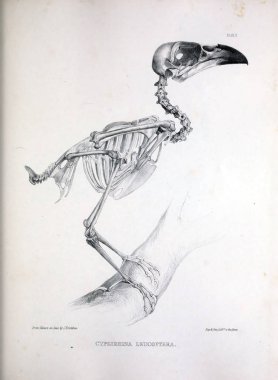 Bir kuş, illüstrasyon iskelet. Osteologia avium veya kuşlar 1867 kemikbilim bir kroki