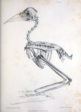 Bir kuş, illüstrasyon iskelet. Osteologia avium veya kuşlar 1867 kemikbilim bir kroki