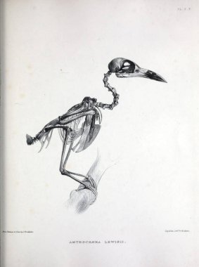 Bir kuş, illüstrasyon iskelet. Osteologia avium veya kuşlar 1867 kemikbilim bir kroki