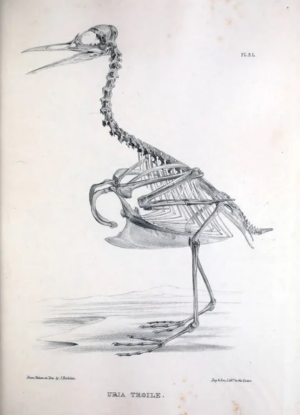 鳥の図の骨格 Osteologia または 1867 の鳥の骨のスケッチ — ストック写真