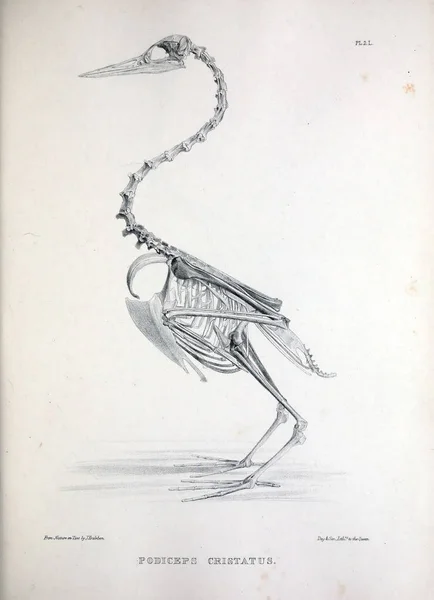 一只鸟的骨架 Osteologia 骨科鸟的剪影1867 — 图库照片
