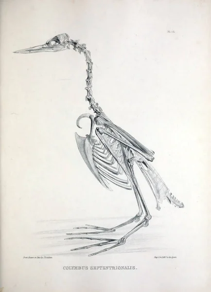 Szkielet Ptaka Ilustracja Osteologia Avium Lub Szkic Osteologii Ptaki 1867 — Zdjęcie stockowe