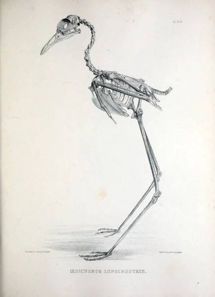 Csontváz Egy Madár Illusztráció Osteologia Avium Vagy Egy Vázlatot Oszteológiai — Stock Fotó