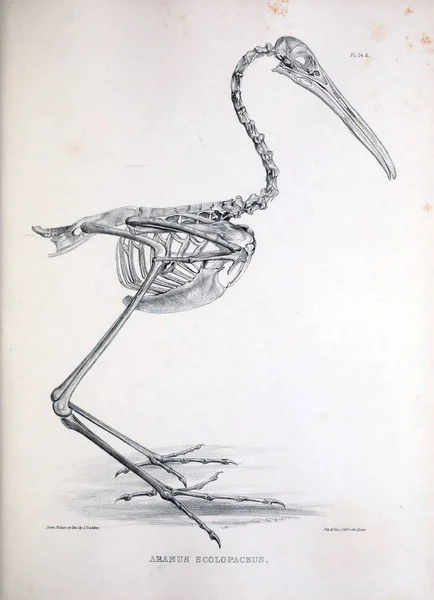 Esqueleto Pájaro Ilustración Osteologia Avium Bosquejo Osteología Las Aves 1867 — Foto de Stock