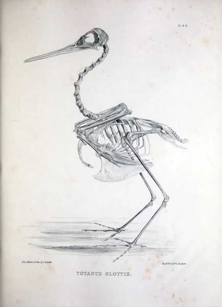 鳥の図の骨格 Osteologia または 1867 の鳥の骨のスケッチ — ストック写真