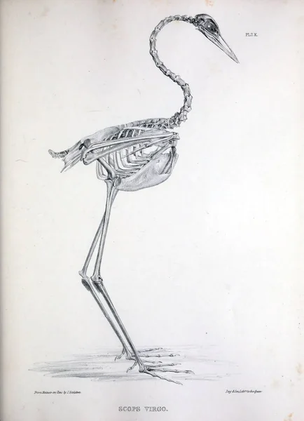 Esqueleto Pájaro Ilustración Osteologia Avium Bosquejo Osteología Las Aves 1867 — Foto de Stock