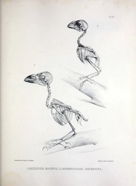 一只鸟的骨架 Osteologia 骨科鸟的剪影1867 — 图库照片