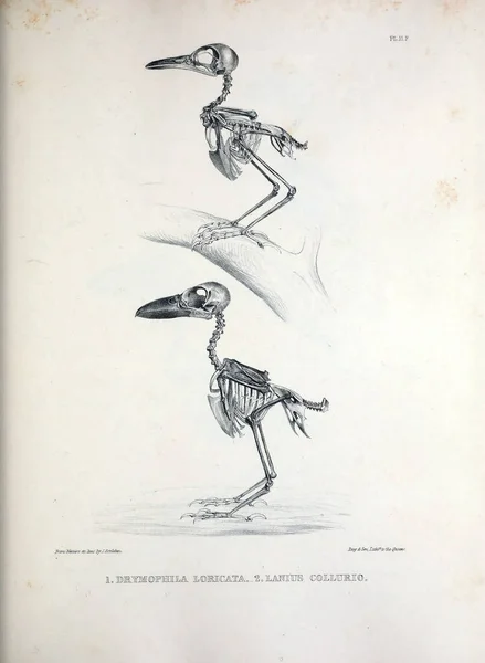 Squelette Oiseau Illustration Osteologia Avium Croquis Ostéologie Des Oiseaux 1867 — Photo