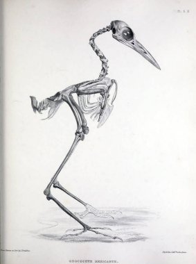 Bir kuş, illüstrasyon iskelet. Osteologia avium veya kuşlar 1867 kemikbilim bir kroki