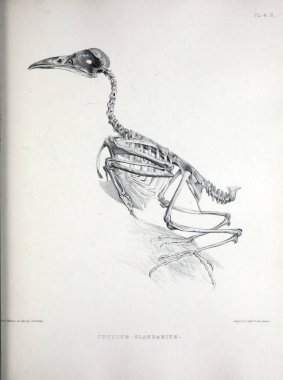 Bir kuş, illüstrasyon iskelet. Osteologia avium veya kuşlar 1867 kemikbilim bir kroki