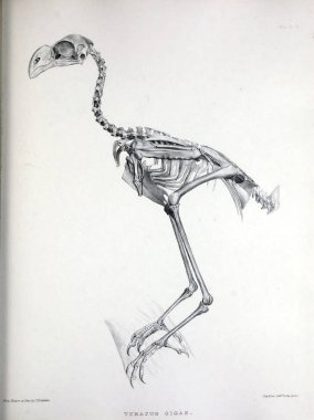 Bir kuş, illüstrasyon iskelet. Osteologia avium veya kuşlar 1867 kemikbilim bir kroki