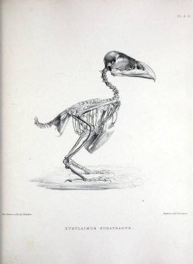 Bir kuş, illüstrasyon iskelet. Osteologia avium veya kuşlar 1867 kemikbilim bir kroki