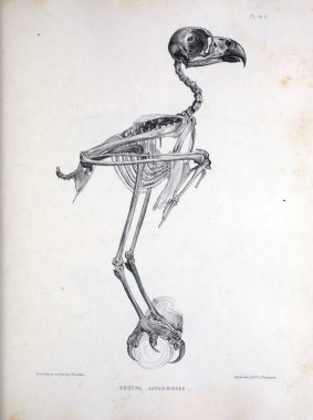 Bir kuş, illüstrasyon iskelet. Osteologia avium veya kuşlar 1867 kemikbilim bir kroki