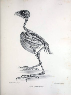 Bir kuş, illüstrasyon iskelet. Osteologia avium veya kuşlar 1867 kemikbilim bir kroki