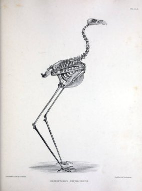 Bir kuş, illüstrasyon iskelet. Osteologia avium veya kuşlar 1867 kemikbilim bir kroki