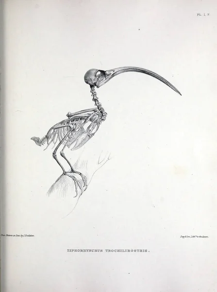 一只鸟的骨架 Osteologia 骨科鸟的剪影1867 — 图库照片