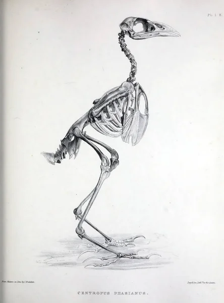 Squelette Oiseau Illustration Osteologia Avium Croquis Ostéologie Des Oiseaux 1867 — Photo