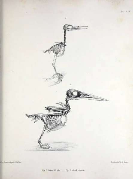 鳥の図の骨格 Osteologia または 1867 の鳥の骨のスケッチ — ストック写真