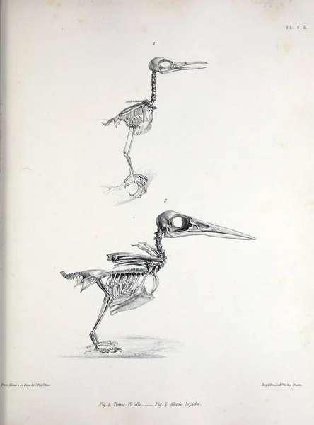 The skeleton of a bird, illustration. Osteologia avium, or, A sketch of the osteology of birds 1867