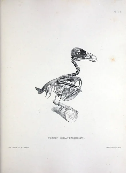 一只鸟的骨架 Osteologia 骨科鸟的剪影1867 — 图库照片