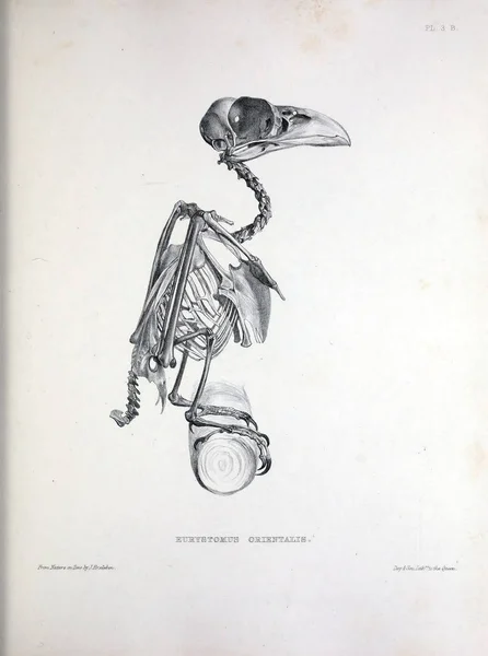 一只鸟的骨架 Osteologia 骨科鸟的剪影1867 — 图库照片