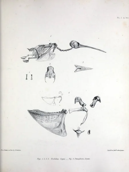 Szkielet Ptaka Ilustracja Osteologia Avium Lub Szkic Osteologii Ptaki 1867 — Zdjęcie stockowe