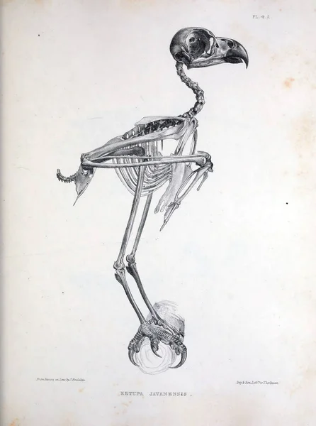 Kostra Ptačí Ilustrace Osteologia Avium Nebo Nákres Osteologie Ptáků 1867 — Stock fotografie