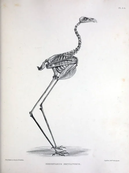 Das Skelett Eines Vogels Illustration Osteologia Avium Oder Eine Skizze — Stockfoto