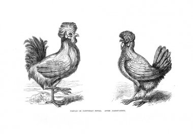 Kuşlar Illustration. Kümes hayvanları kitap. Londra'da 1867