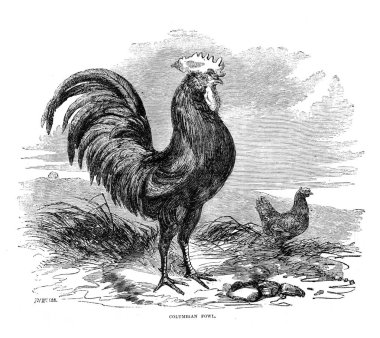 Kuşlar Illustration. Kümes hayvanları kitap. Londra'da 1867