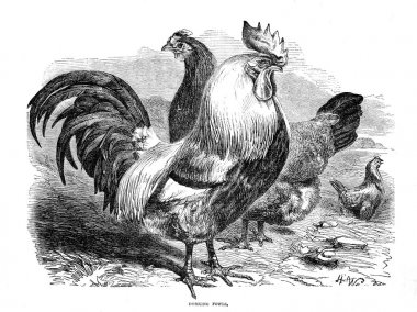 Kuşlar Illustration. Kümes hayvanları kitap. Londra'da 1867