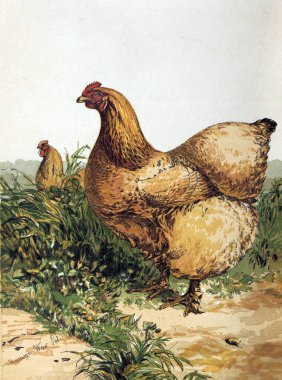 Kuşlar Illustration. Kümes hayvanları kitap. Londra'da 1867