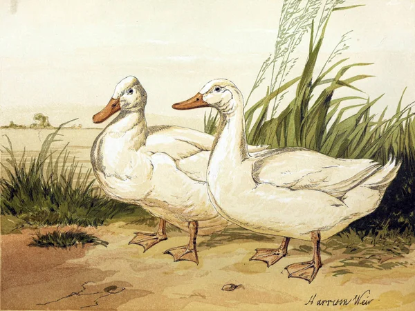 Illustrazione Degli Uccelli Libro Sul Pollame Londra 1867 — Foto Stock