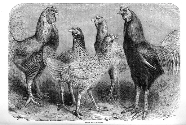 Ilustracja Ptaków Książka Drobiu Londyn 1867 — Zdjęcie stockowe