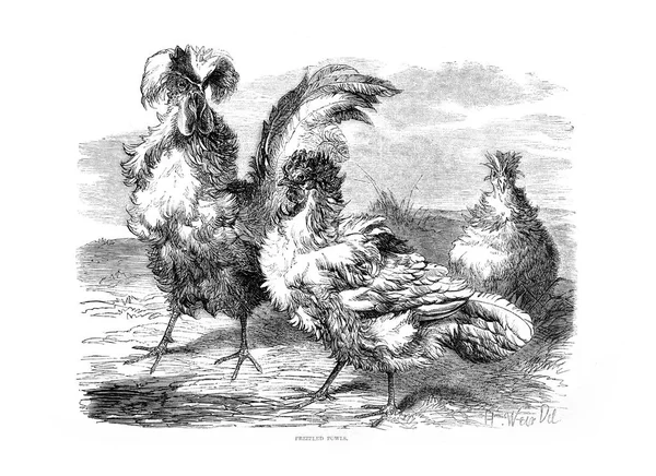 鸟的例证 家禽书 伦敦1867 — 图库照片