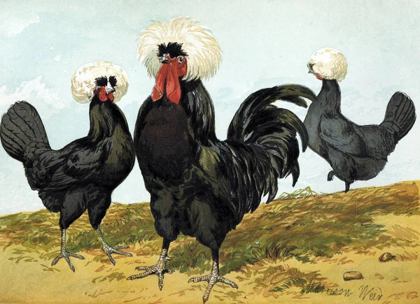 Illustration Birds Poultry Book London 1867 — Stock Photo, Image