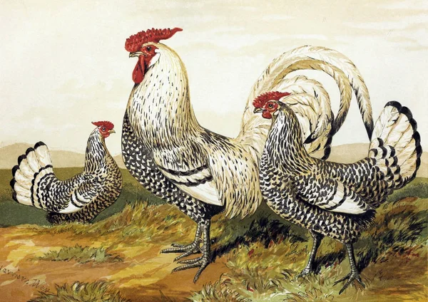 Illustration of birds. The poultry book. London 1867